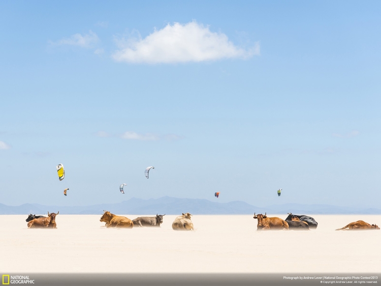 Wyróżnienie w kat. Miejsca 

"Cows And Kites", fot. Andrew Lever/National Geographic Photo Contest